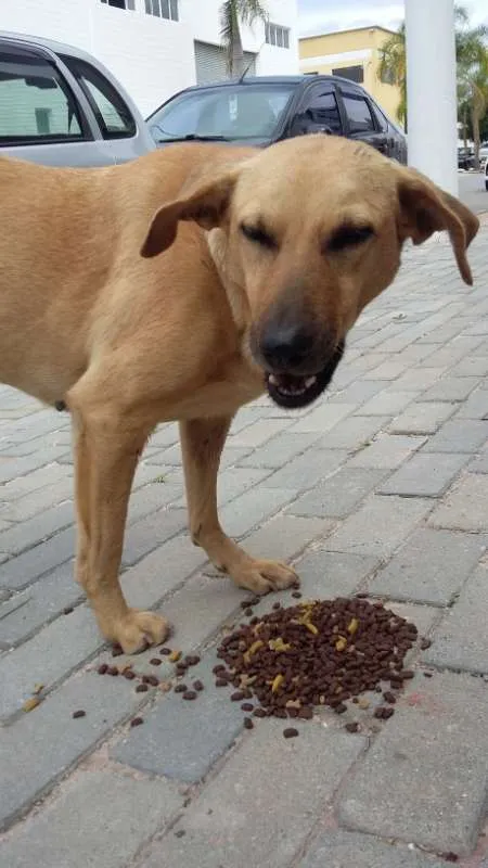 Cachorro ra a SRD idade 4 anos nome Teddy, Vilma, Magali