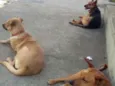 Teddy, Vilma, Magali