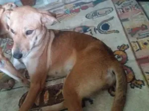 Cachorro raça Vira-lata idade 1 ano nome Amora