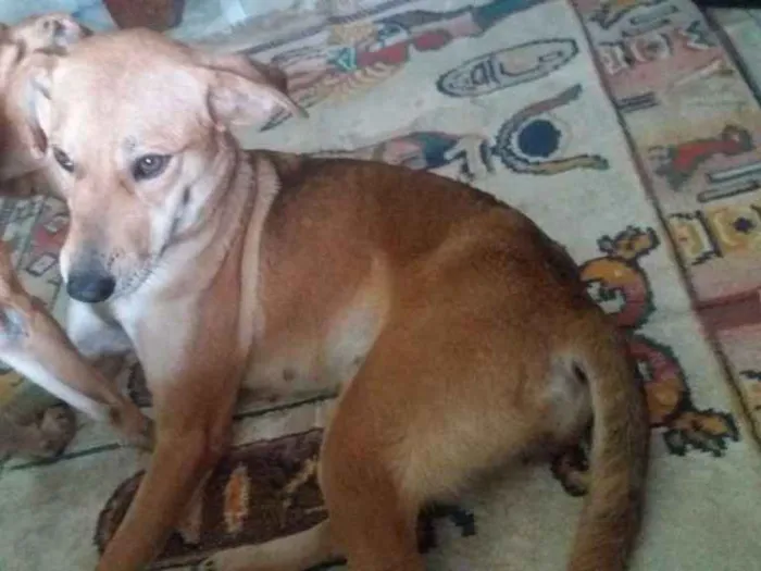 Cachorro ra a Vira-lata idade 1 ano nome Amora