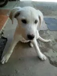 Belinha