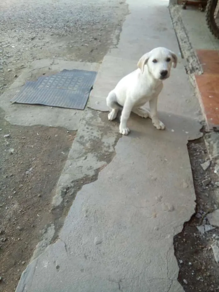 Cachorro ra a Labrador idade 2 a 6 meses nome Belinha