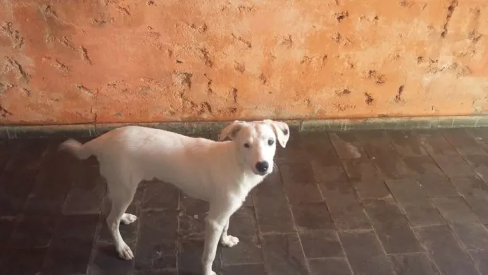 Cachorro raça Misturado  idade 1 ano nome Aron