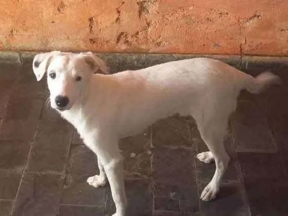 Cachorro raça Misturado  idade 1 ano nome Aron