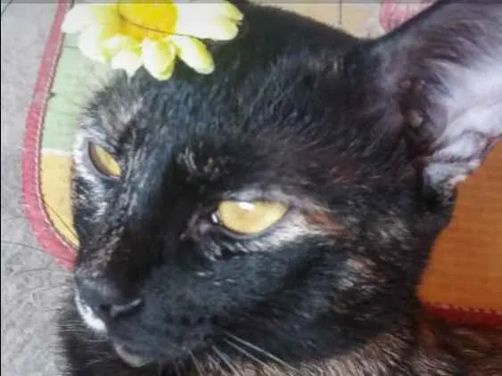 Gato raça Sem raça idade 1 ano nome Aimi  e filhotes