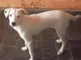Aron