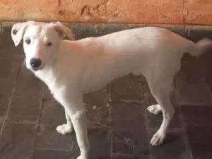 Cachorro raça Misturado  idade 1 ano nome Aron