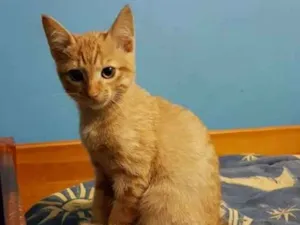 Gato raça Srd idade 2 a 6 meses nome Theo