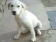 Belinha