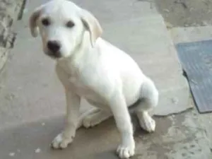 Cachorro raça Labrador idade 2 a 6 meses nome Belinha