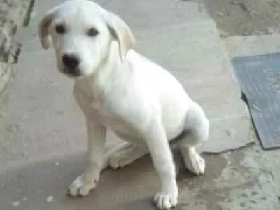 Cachorro ra a Labrador idade 2 a 6 meses nome Belinha