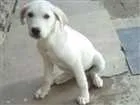 Cachorro raça Labrador idade 2 a 6 meses nome Belinha