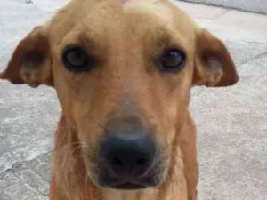 Cachorro raça SRD idade 4 anos nome Teddy, Vilma, Magali