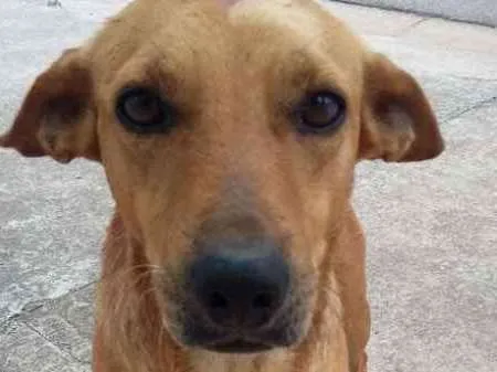 Cachorro ra a SRD idade 4 anos nome Teddy, Vilma, Magali