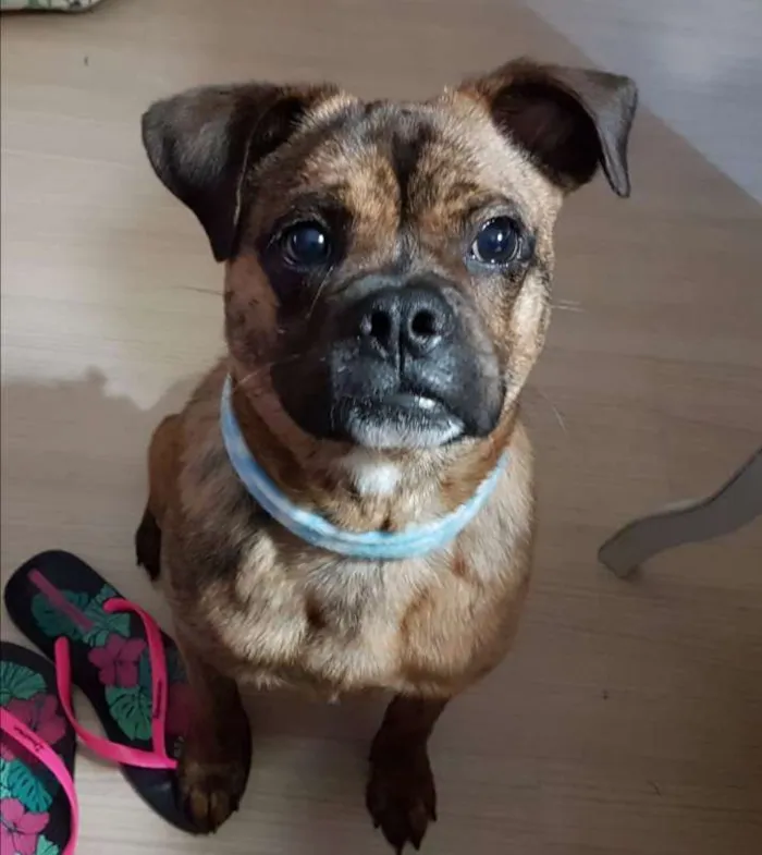 Cachorro ra a SRD idade 1 ano nome Bartholomeu