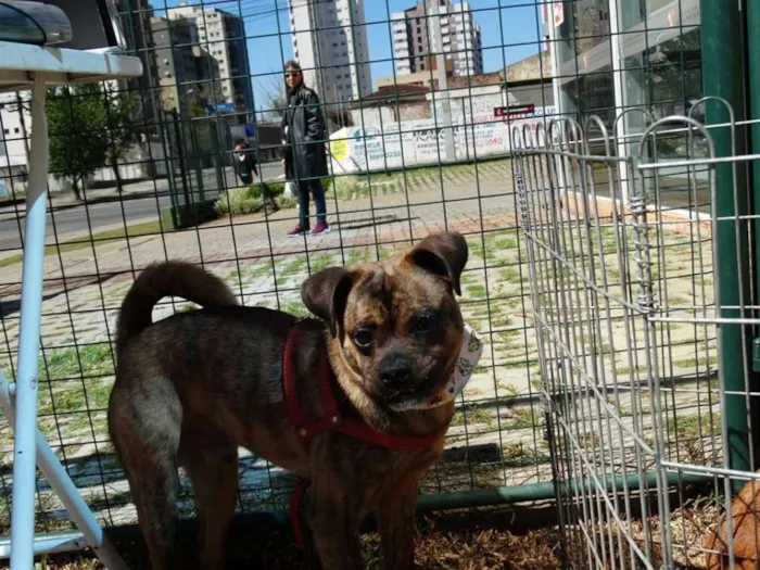 Cachorro ra a SRD idade 1 ano nome Bartholomeu