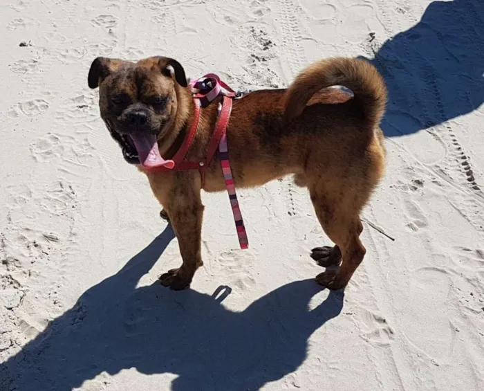 Cachorro ra a SRD idade 1 ano nome Bartholomeu