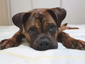 Cachorro raça SRD idade 1 ano nome Bartholomeu