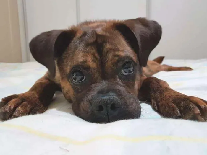 Cachorro ra a SRD idade 1 ano nome Bartholomeu