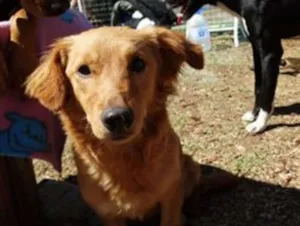 Cachorro raça SRD idade 1 ano nome Clara