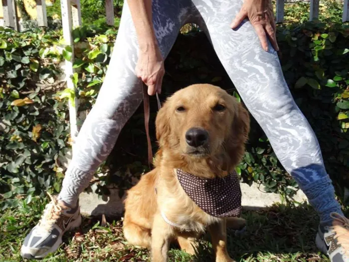 Cachorro ra a SRD idade 1 ano nome Clara