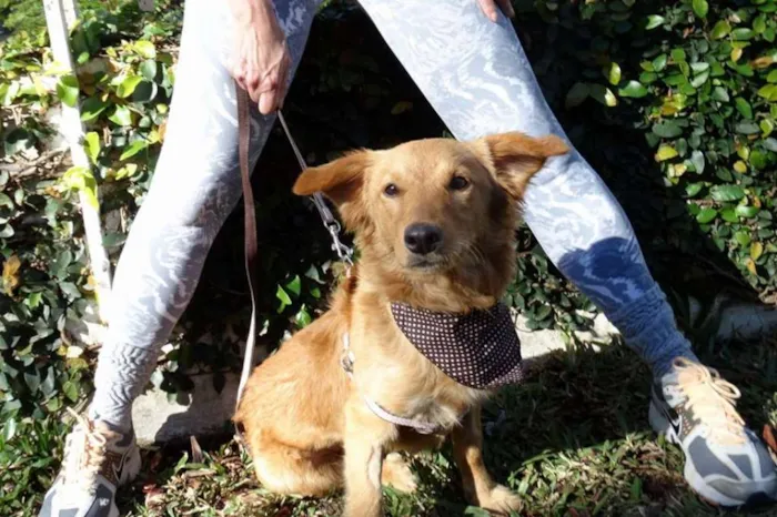 Cachorro ra a SRD idade 1 ano nome Clara