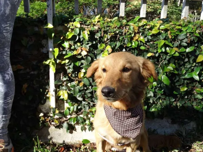 Cachorro ra a SRD idade 1 ano nome Clara