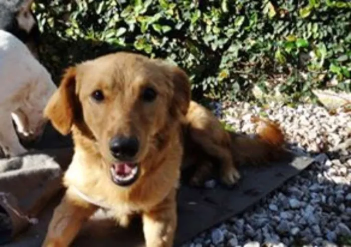 Cachorro ra a SRD idade 1 ano nome Clara