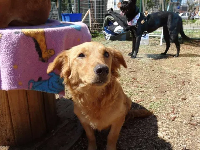 Cachorro ra a SRD idade 1 ano nome Clara