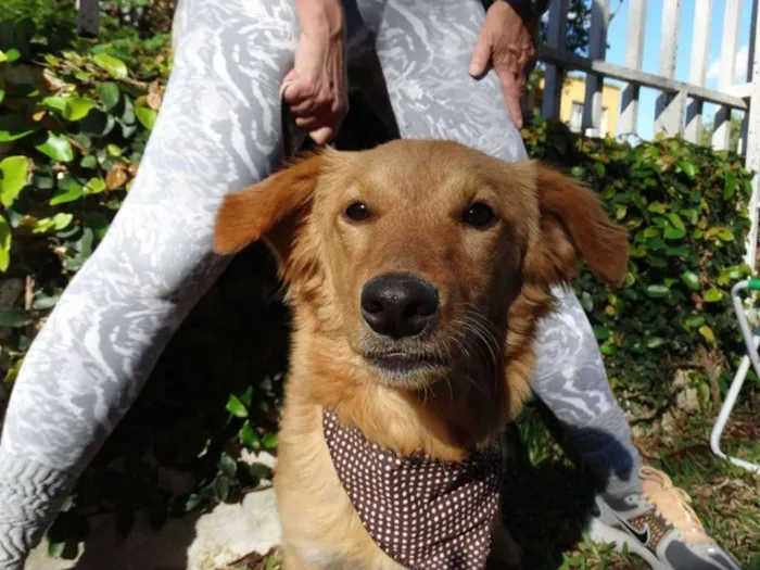 Cachorro ra a SRD idade 1 ano nome Clara