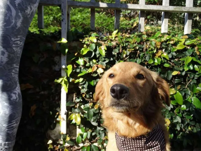 Cachorro ra a SRD idade 1 ano nome Clara