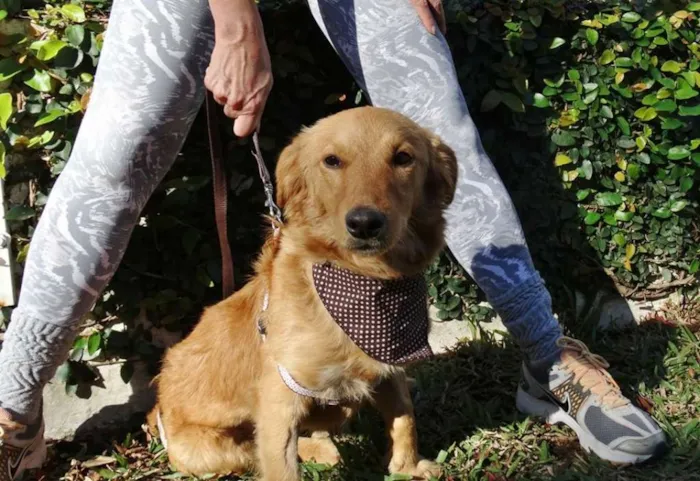 Cachorro ra a SRD idade 1 ano nome Clara