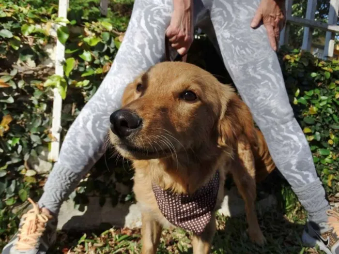 Cachorro ra a SRD idade 1 ano nome Clara