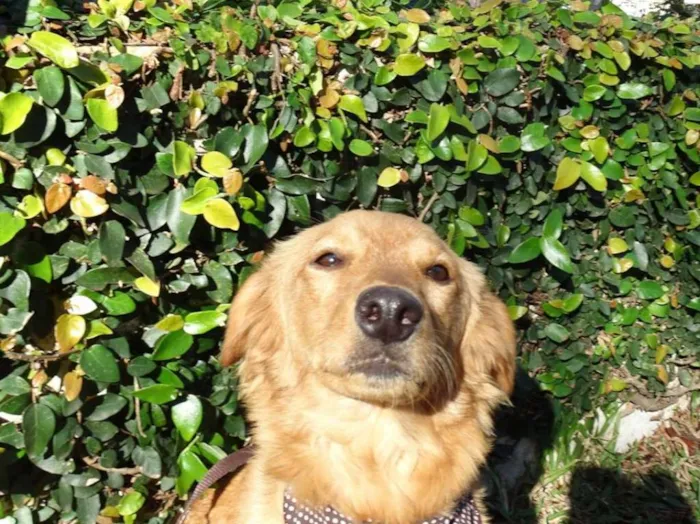 Cachorro ra a SRD idade 1 ano nome Clara