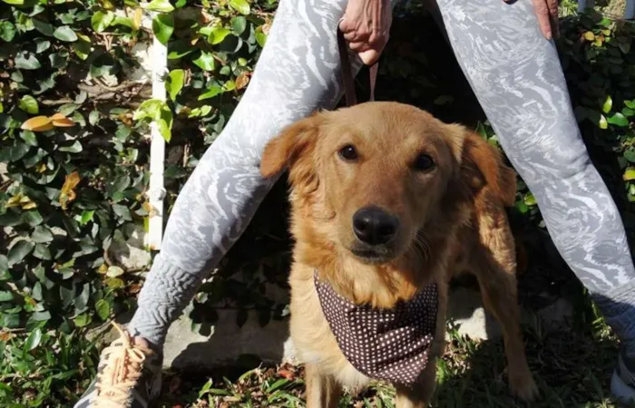 Cachorro ra a SRD idade 1 ano nome Clara
