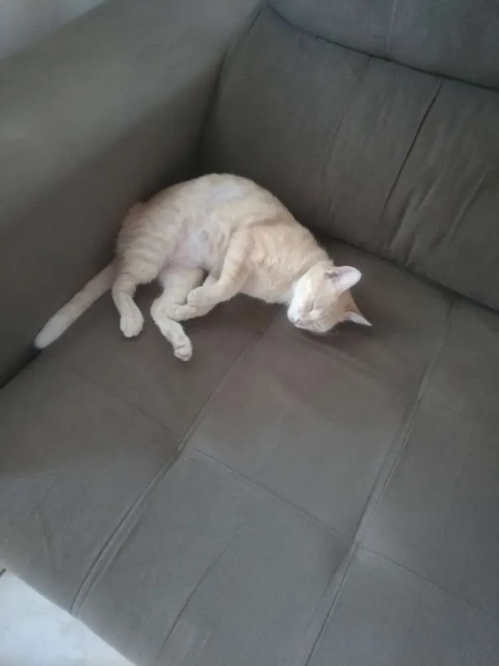 Gato ra a Não tem idade 1 ano nome Maggie