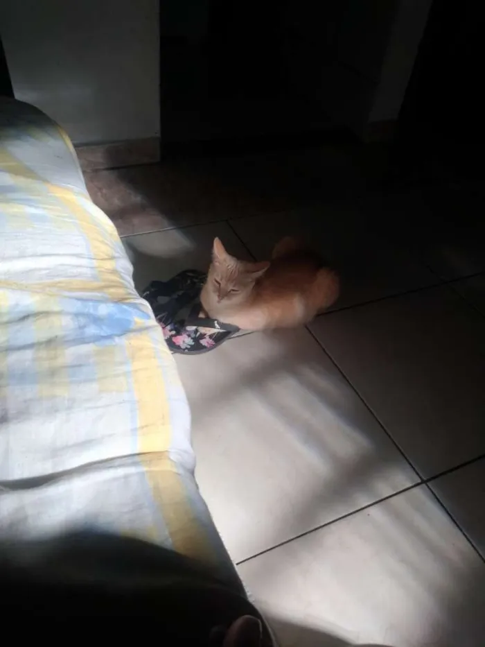 Gato ra a Não tem idade 1 ano nome Maggie