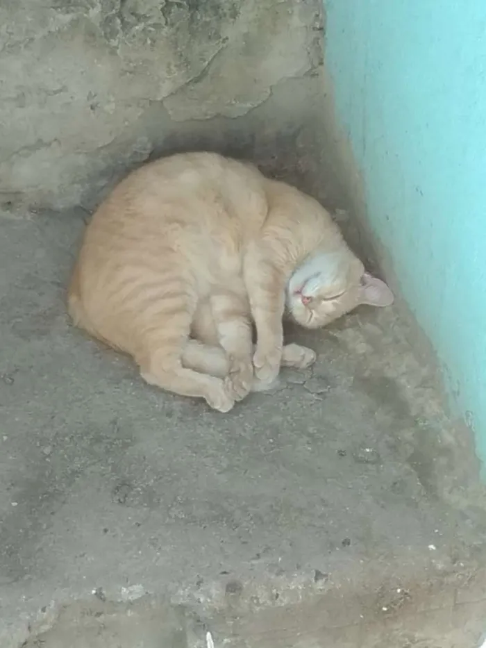 Gato ra a Não tem idade 1 ano nome Maggie