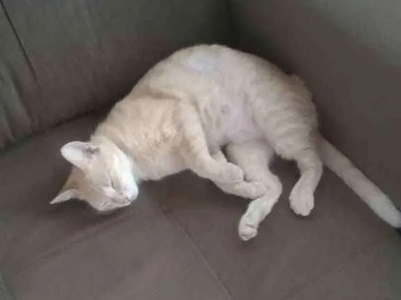 Gato ra a Não tem idade 1 ano nome Maggie