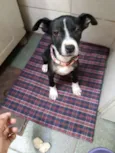 MAYA