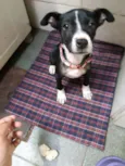 MAYA
