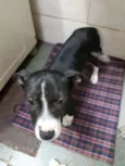 MAYA