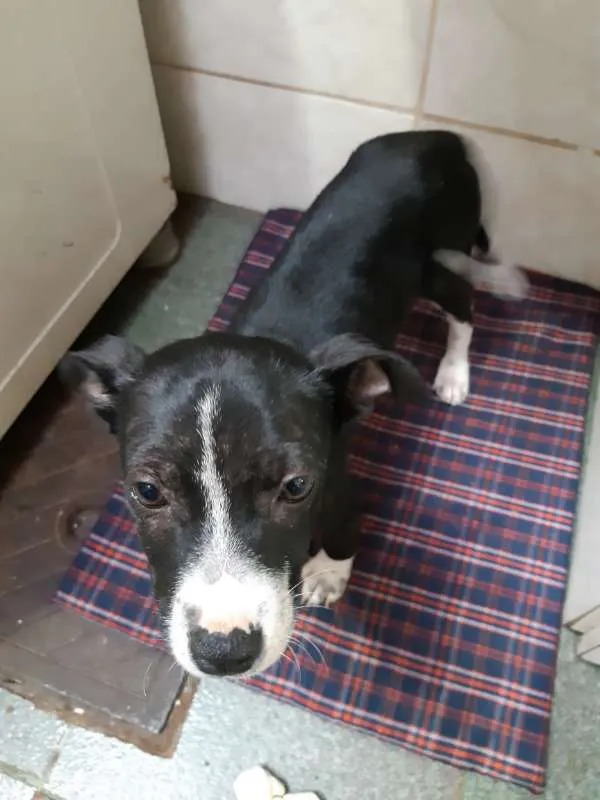 Cachorro ra a Vira-Lata idade 2 a 6 meses nome MAYA