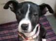 MAYA