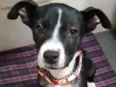 Cachorro ra a Vira-Lata idade 2 a 6 meses nome MAYA