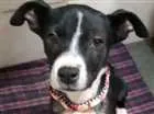 Cachorro raça Vira-Lata idade 2 a 6 meses nome MAYA