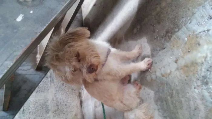 Cachorro ra a Parece Poodle idade 2 anos nome Não sei