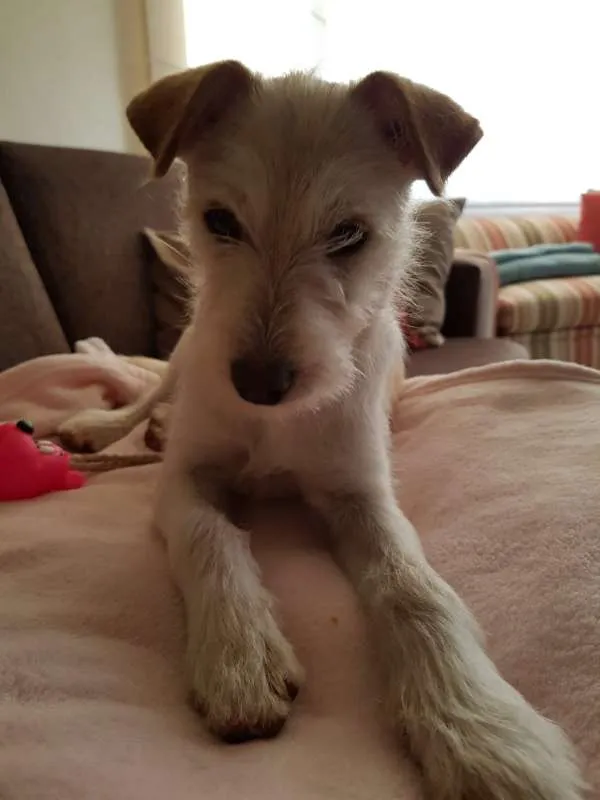 Cachorro ra a Indefinido idade 2 a 6 meses nome Flor