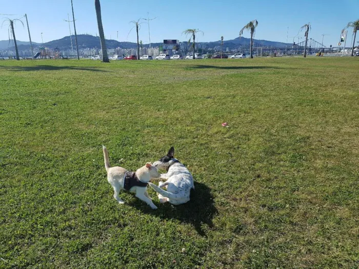 Cachorro ra a Indefinido idade 2 a 6 meses nome Flor