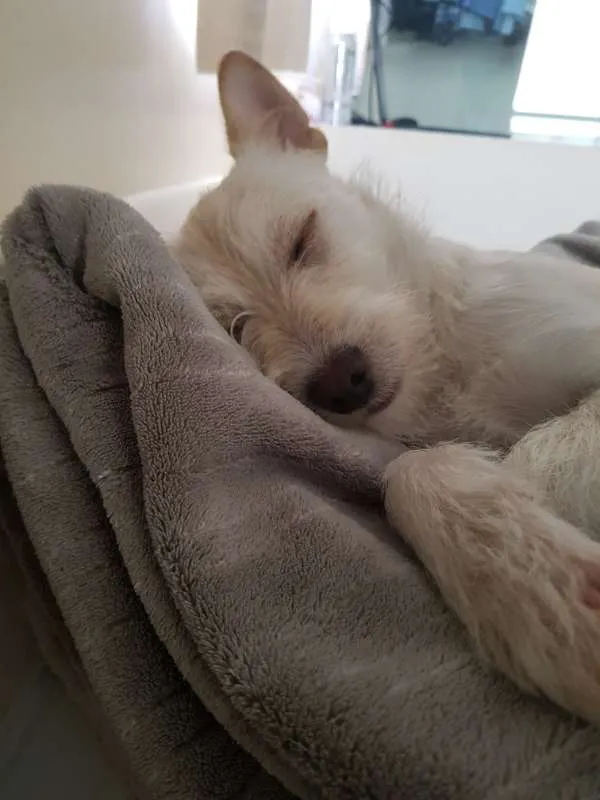 Cachorro ra a Indefinido idade 2 a 6 meses nome Flor